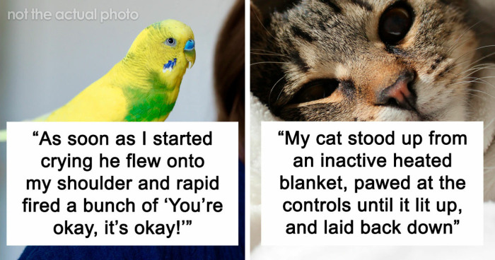 “It Was Kinda Spooky TBH”: 51 Times People’s Pets Acted Suspiciously Like Humans