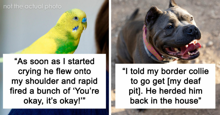 “It Was Kinda Spooky TBH”: 51 Times People’s Pets Acted Suspiciously Like Humans