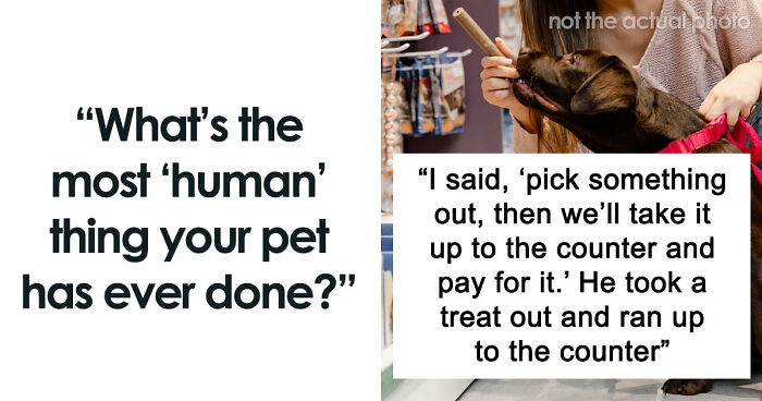 “It Was Kinda Spooky TBH”: 51 Times People Pets Acted Suspiciously Like Humans
