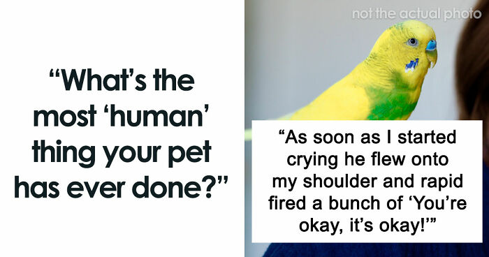 “It Was Kinda Spooky TBH”: 51 Times People Pets Acted Suspiciously Like Humans