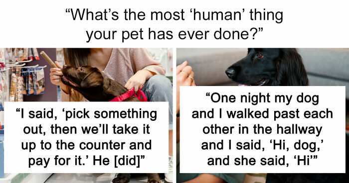 “It Was Kinda Spooky TBH”: 51 Times People Pets Acted Suspiciously Like Humans