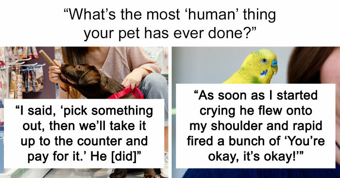 “It Was Kinda Spooky TBH”: 51 Times People Pets Acted Suspiciously Like Humans