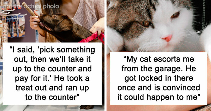 “It Was Kinda Spooky TBH”: 51 Times People Pets Acted Suspiciously Like Humans