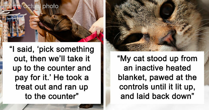 “It Was Kinda Spooky TBH”: 51 Times People Pets Acted Suspiciously Like Humans