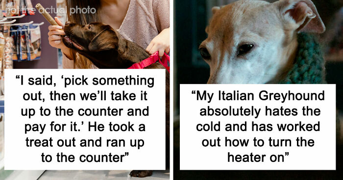 “It Was Kinda Spooky TBH”: 51 Times People Pets Acted Suspiciously Like Humans