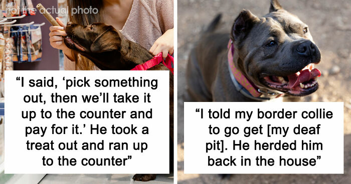 “It Was Kinda Spooky TBH”: 51 Times People Pets Acted Suspiciously Like Humans