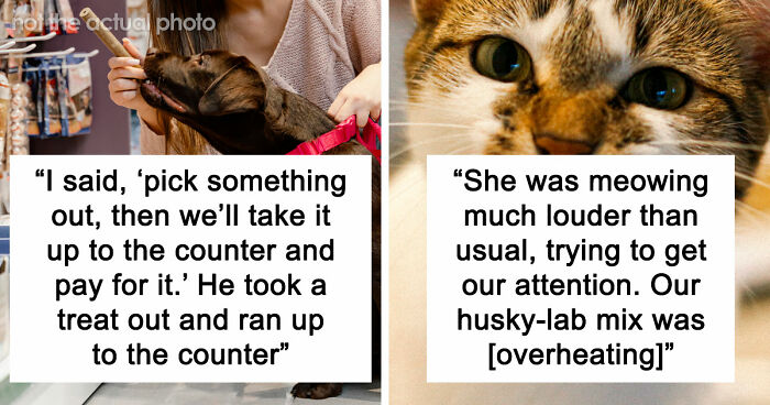 “It Was Kinda Spooky TBH”: 51 Times People Pets Acted Suspiciously Like Humans