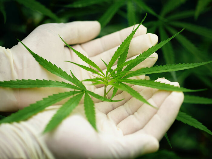 Internautas divididos após estudo revelar que hábito praticado por 18 milhões de americanos pode causar danos cerebrais permanentes