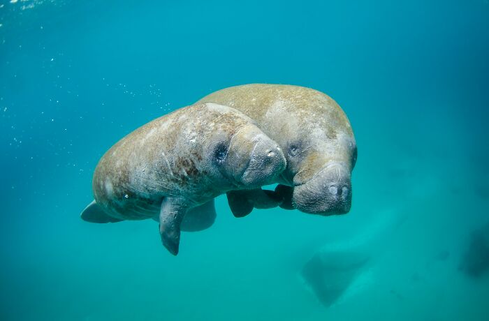 Two manatees swimming closely underwater in clear blue water, representing connection and vulnerability like messy anonymous confessions.