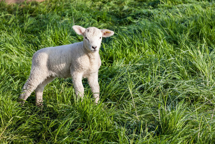 Young lamb standing in green grass, representing childhood norms that people grew up to realize were weird.