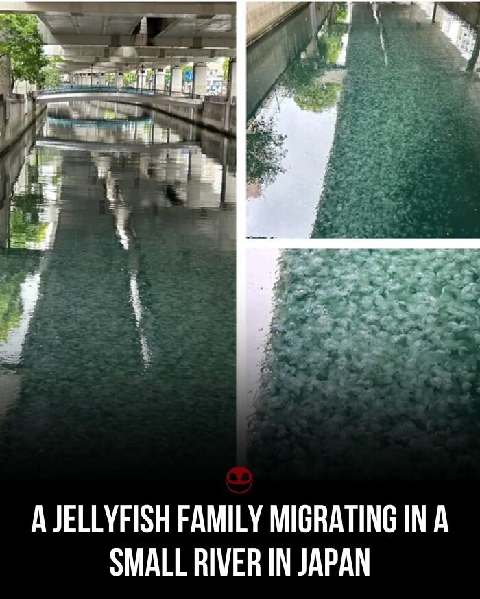 River in Japan filled with a migrating family of jellyfish, showcasing a weird and odd natural phenomenon.