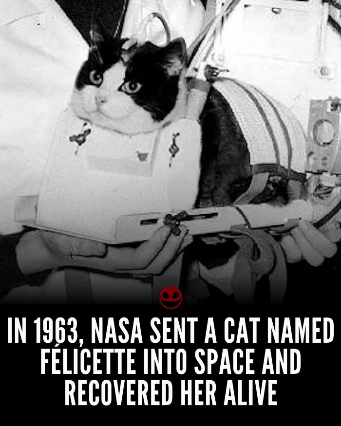 Black and white photo of a cat in a NASA space suit, illustrating weird and odd facts about space missions.