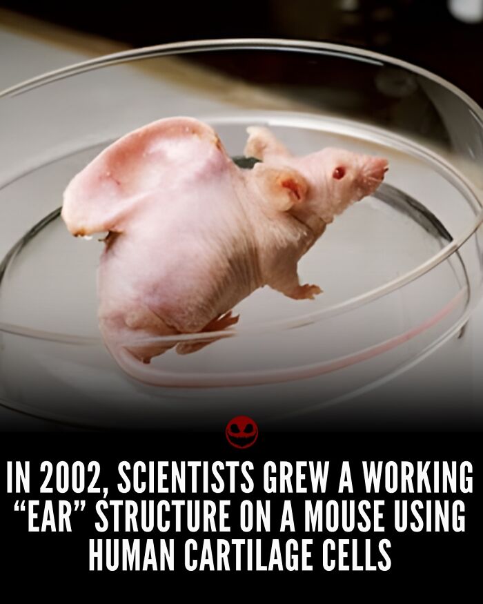 Mouse with a grown human cartilage ear structure on its back, illustrating weird and odd facts and photos.