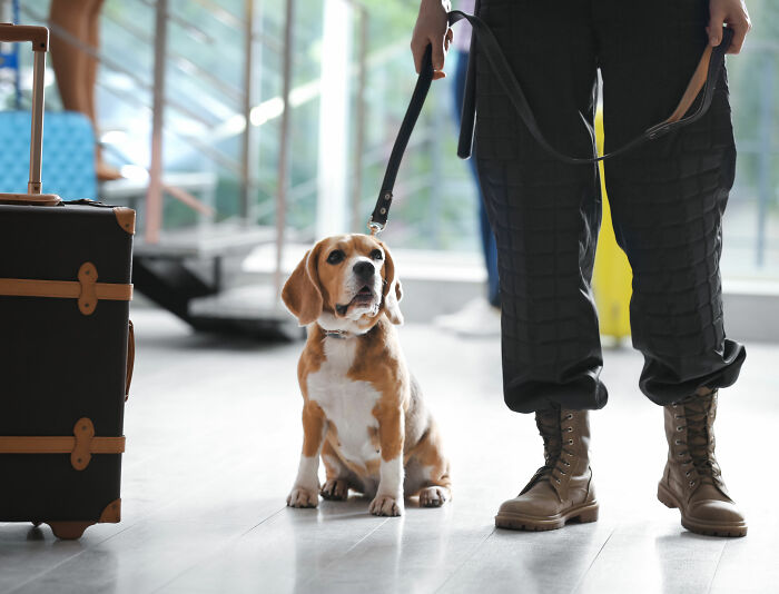 K-9 Beagle da alfândega dos EUA se torna uma sensação viral depois de pegar um passageiro com 100 sanduíches