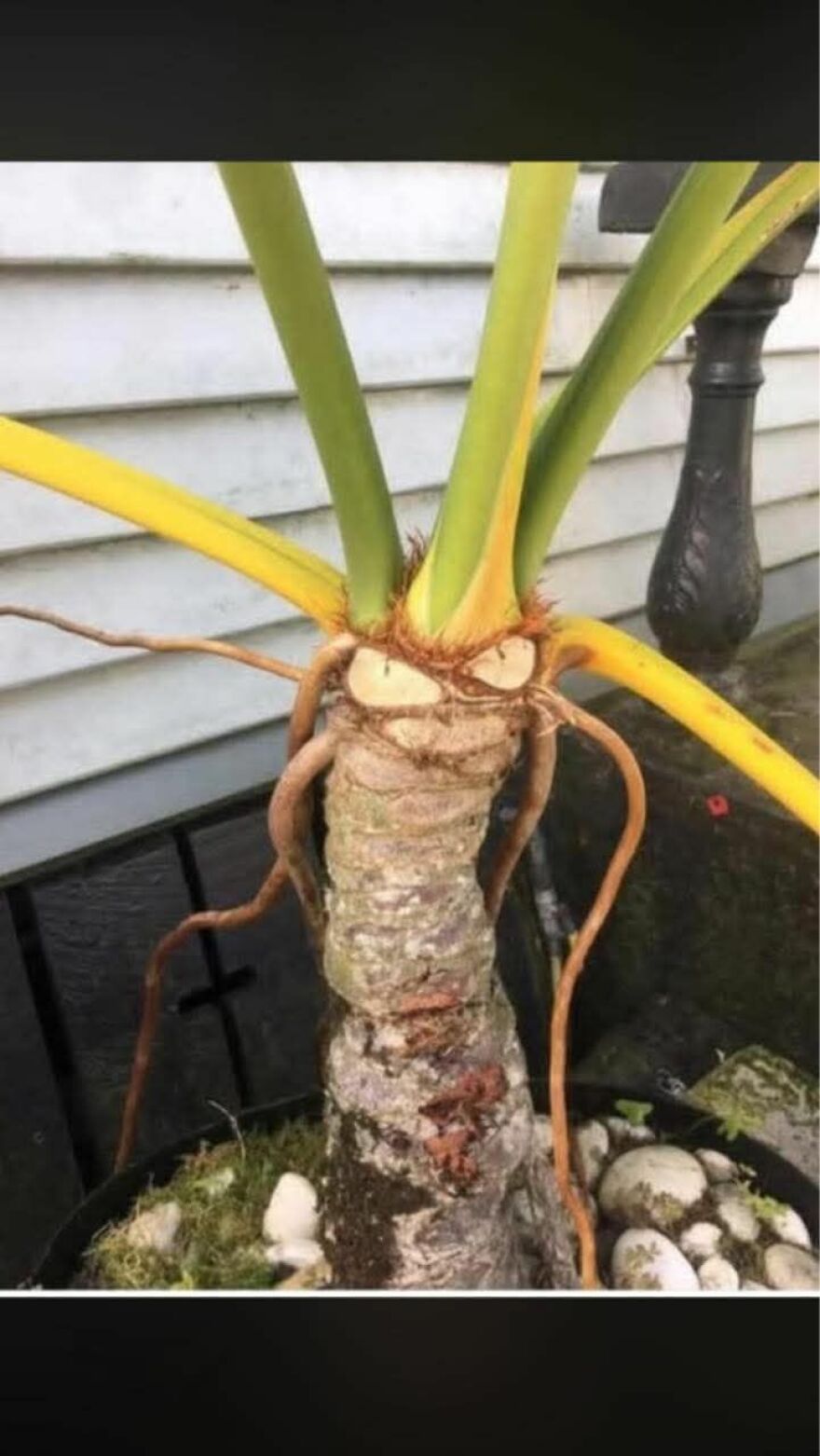 Plant with root and leaves resembling an angry face, an example of pareidolia captured in a natural outdoor setting.