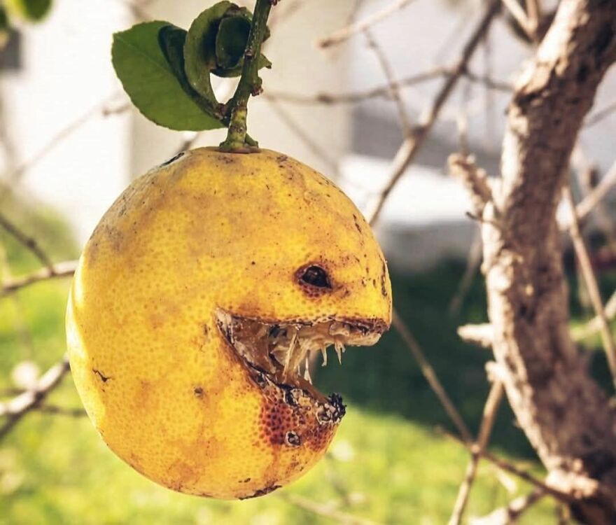 Rotten lemon on a tree branch resembling a creature with a gaping mouth, an example of pareidolia in nature.