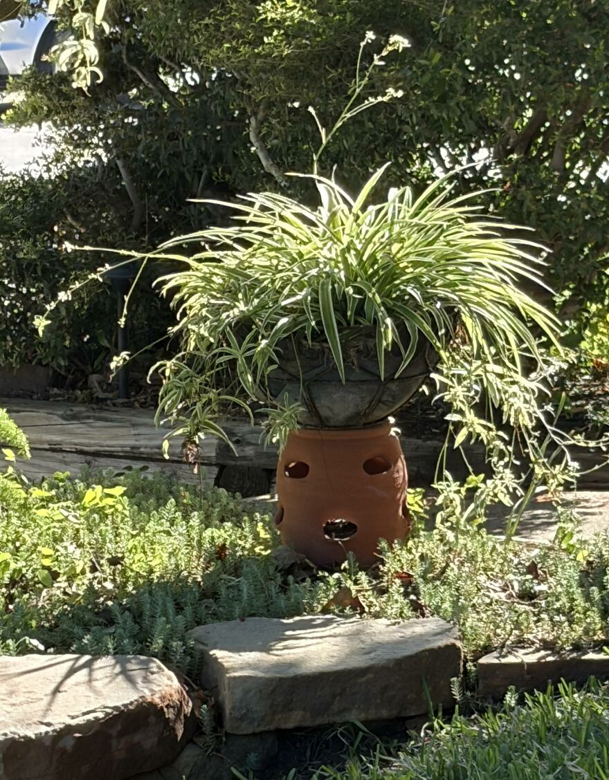 Plant pot with holes resembling a face in a garden, an example of pareidolia captured in nature.