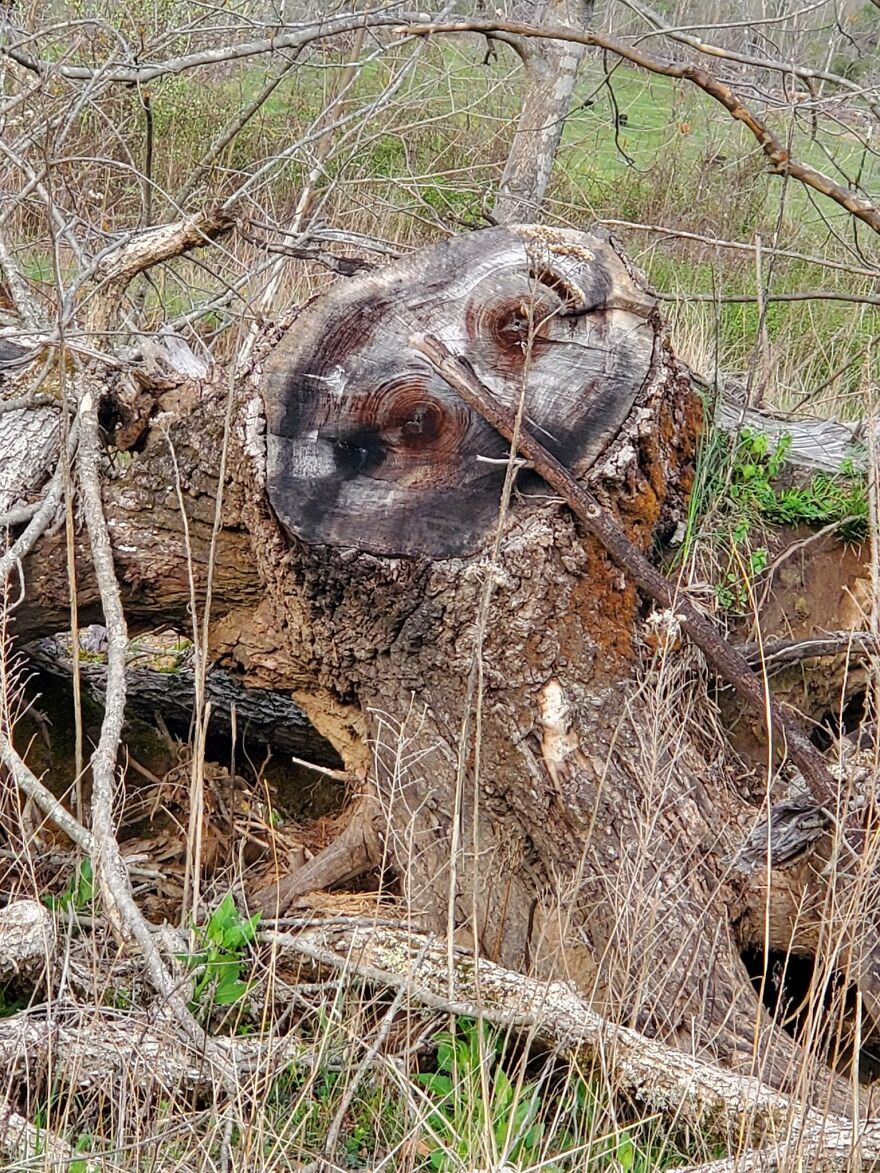 Tree stump with natural patterns resembling a face, an example of pareidolia captured outdoors among dry branches and grass.