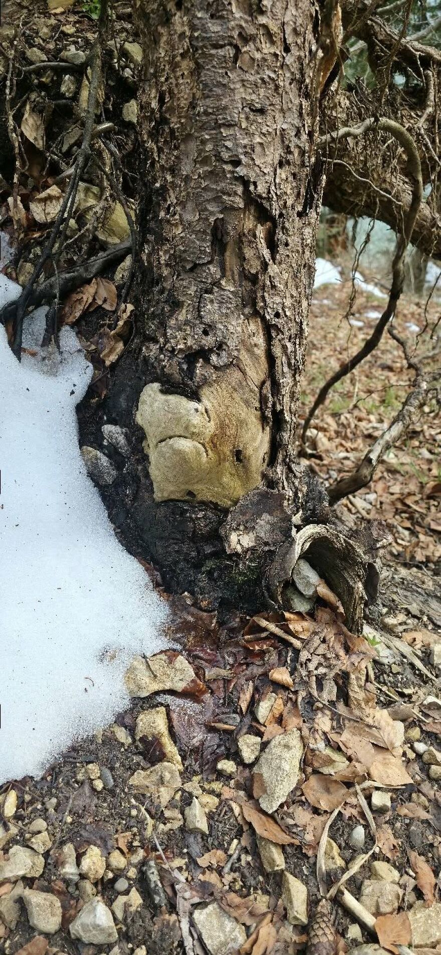 Tree bark shaped like a dog’s face in a forest scene with snow, dry leaves, and scattered rocks illustrating pareidolia.