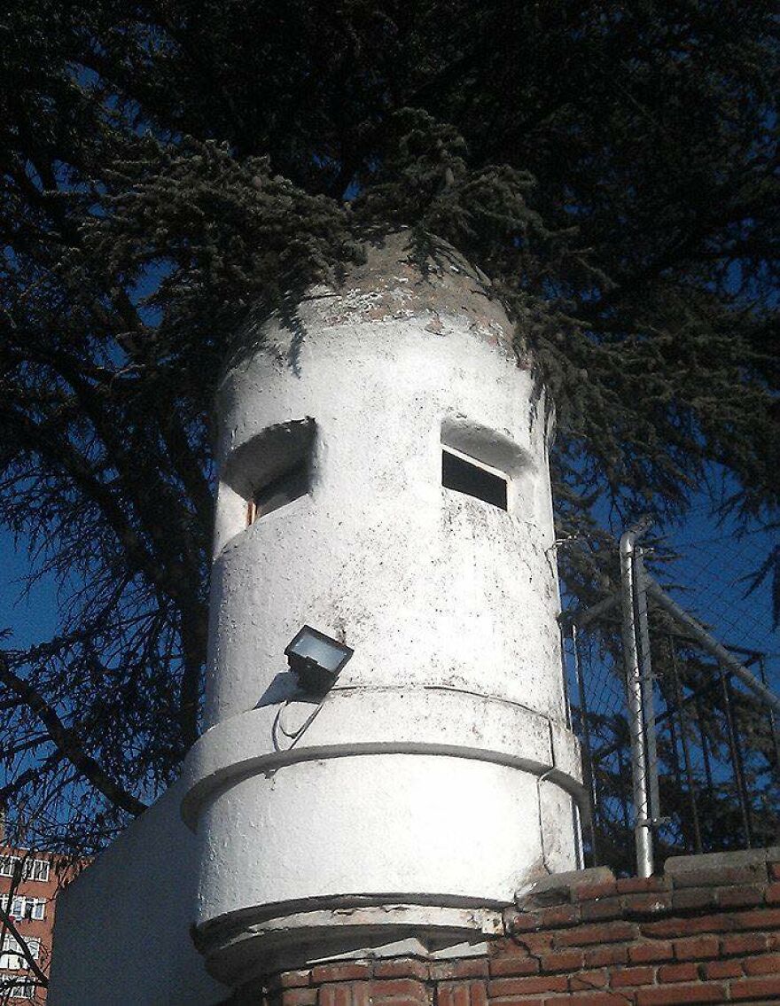 Concrete structure with tree branches resembling hair, creating a face illusion in a classic example of pareidolia.