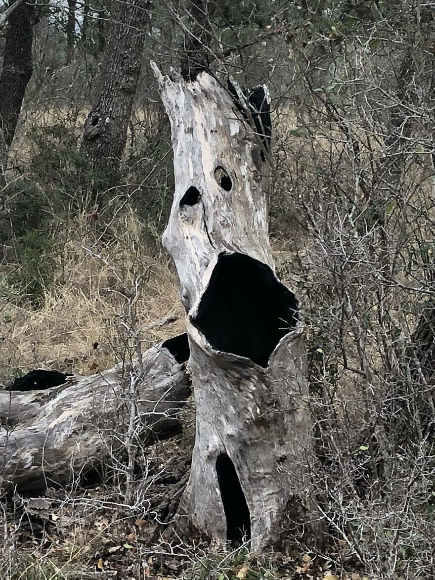 Tree trunk with hollow openings resembling a face showing pareidolia effect in a natural forest setting.