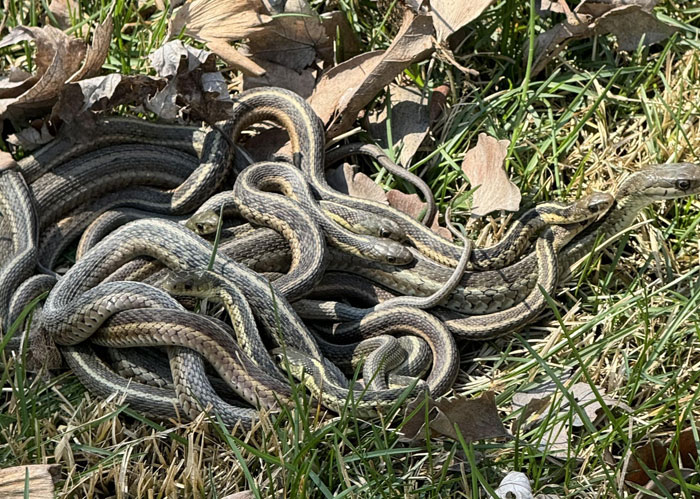 A tangled pile of garter snakes on green grass with brown leaves, illustrating the need for better friends.