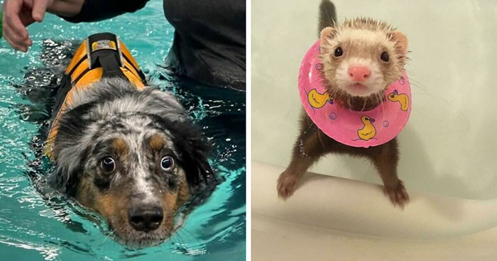 70 Hilarious Photos Of Pets In Water That Capture Every Stage Of Betrayal
