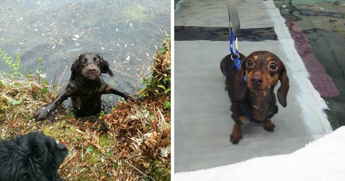 70 Hilarious Photos Of Pets In Water That Capture Every Stage Of Betrayal