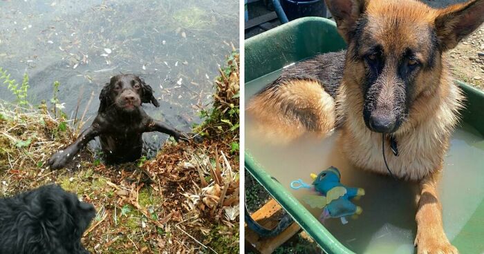 70 Hilarious Photos Of Pets In Water That Capture Every Stage Of Betrayal