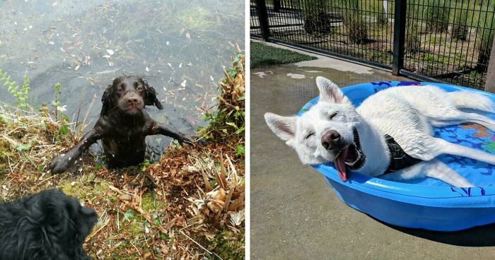 70 Hilarious Photos Of Pets In Water That Capture Every Stage Of Betrayal