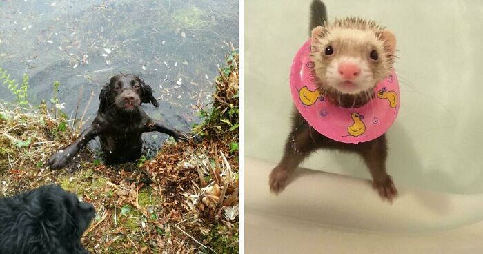 70 Hilarious Photos Of Pets In Water That Capture Every Stage Of Betrayal