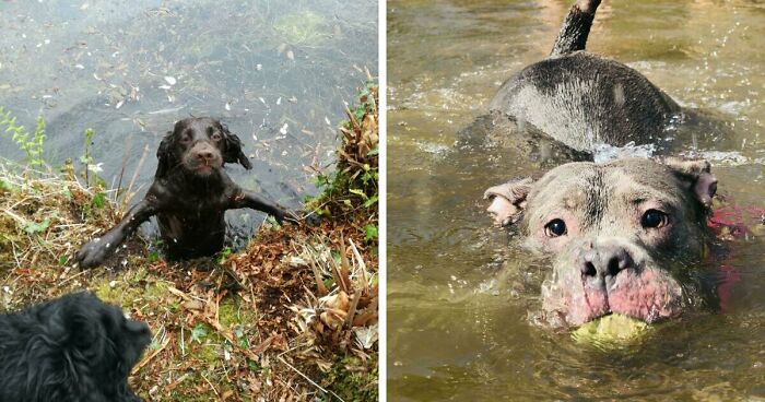 70 Hilarious Photos Of Pets In Water That Capture Every Stage Of Betrayal