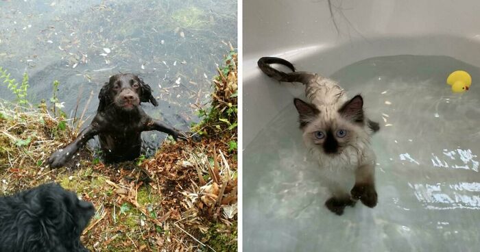 70 Hilarious Photos Of Pets In Water That Capture Every Stage Of Betrayal