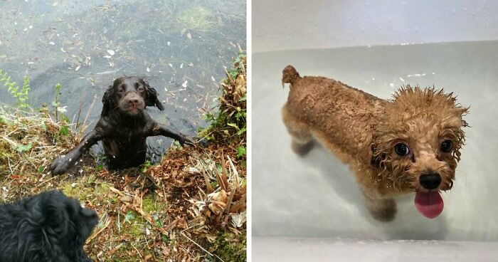 70 Hilarious Photos Of Pets In Water That Capture Every Stage Of Betrayal