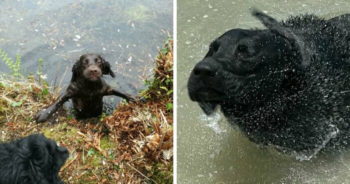 70 Hilarious Photos Of Pets In Water That Capture Every Stage Of Betrayal