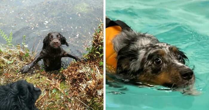 70 Hilarious Photos Of Pets In Water That Capture Every Stage Of Betrayal