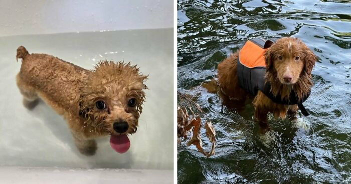70 Hilarious Photos Of Pets In Water That Capture Every Stage Of Betrayal