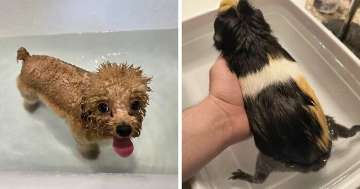 70 Hilarious Photos Of Pets In Water That Capture Every Stage Of Betrayal
