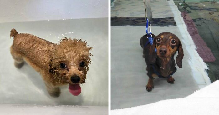 70 Hilarious Photos Of Pets In Water That Capture Every Stage Of Betrayal