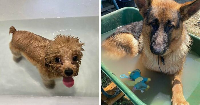 70 Hilarious Photos Of Pets In Water That Capture Every Stage Of Betrayal