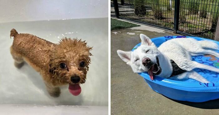 70 Hilarious Photos Of Pets In Water That Capture Every Stage Of Betrayal