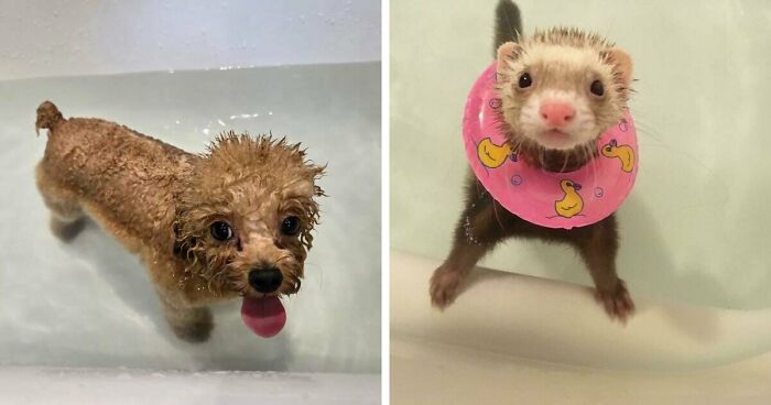 70 Hilarious Photos Of Pets In Water That Capture Every Stage Of Betrayal