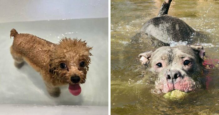 70 Hilarious Photos Of Pets In Water That Capture Every Stage Of Betrayal