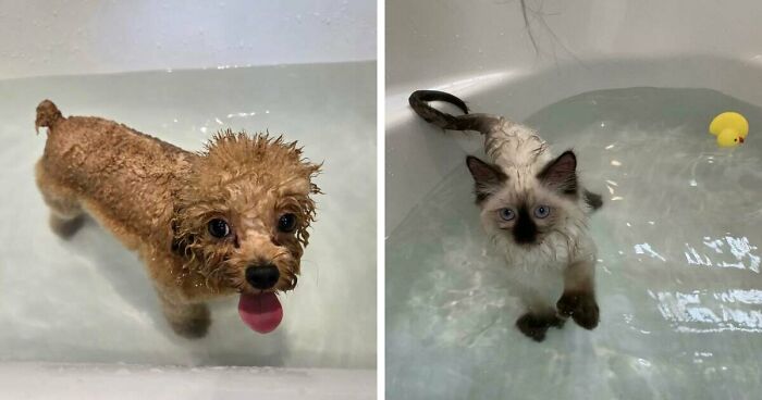 70 Hilarious Photos Of Pets In Water That Capture Every Stage Of Betrayal