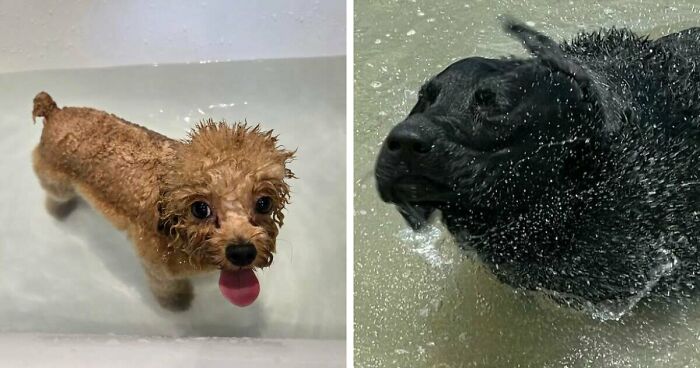 70 Hilarious Photos Of Pets In Water That Capture Every Stage Of Betrayal