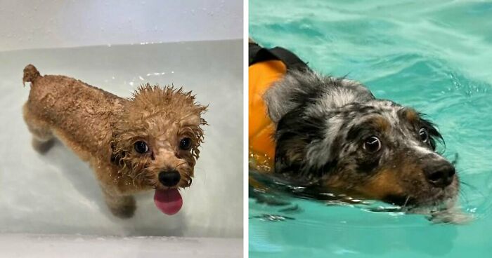 70 Hilarious Photos Of Pets In Water That Capture Every Stage Of Betrayal