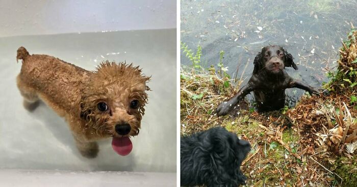 70 Hilarious Photos Of Pets In Water That Capture Every Stage Of Betrayal