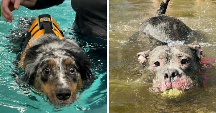 70 Hilarious Photos Of Pets In Water That Capture Every Stage Of Betrayal