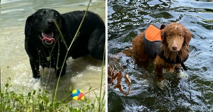 70 Hilarious Photos Of Pets In Water That Capture Every Stage Of Betrayal