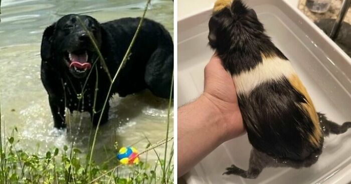 70 Hilarious Photos Of Pets In Water That Capture Every Stage Of Betrayal